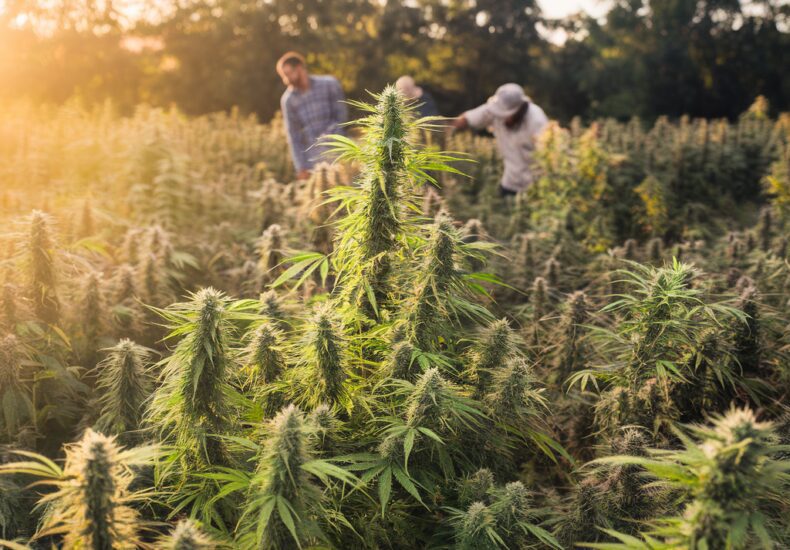 Flacon d'huile de CBD avec des feuilles de chanvre