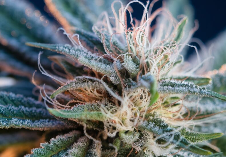 Une plante de cannabis en pleine croissance