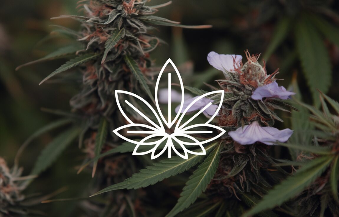 CBD : définition et explications sur ses usages
