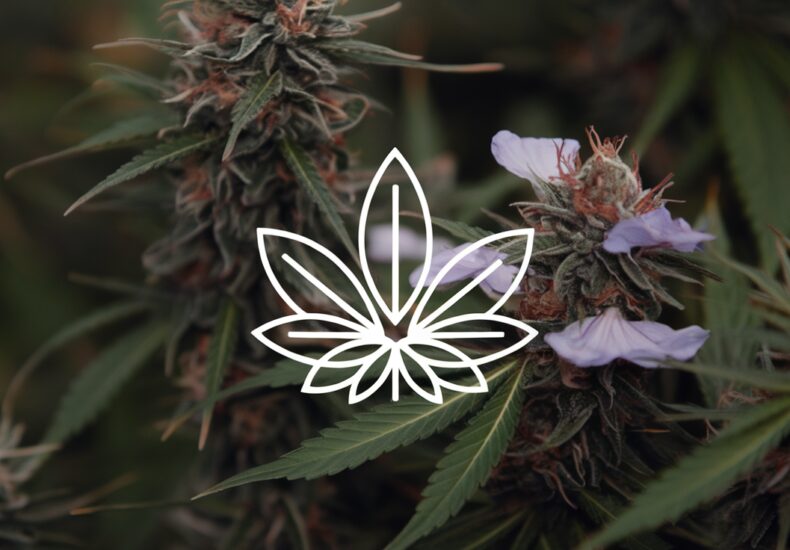 CBD : définition et explications sur ses usages