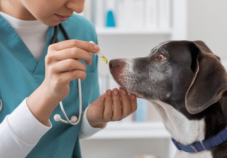 Chien allongé sereinement après avoir pris du CBD pour l'arthrose