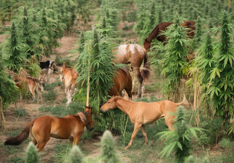 Boutique de CBD à Tourcoing avec divers produits naturels